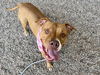 adoptable Dog in Mesa, AZ named DAKOTA