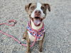 adoptable Dog in Mesa, AZ named BAMBI