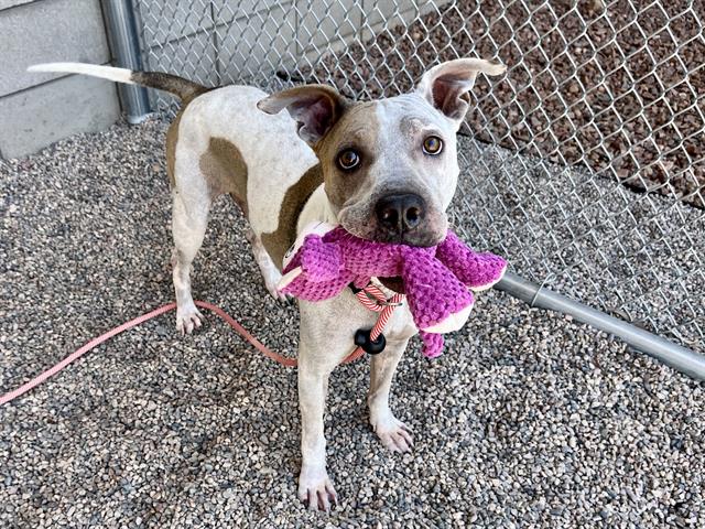 adoptable Dog in Mesa, AZ named NIGEL