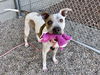 adoptable Dog in Mesa, AZ named NIGEL