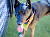 adoptable Dog in  named JACE