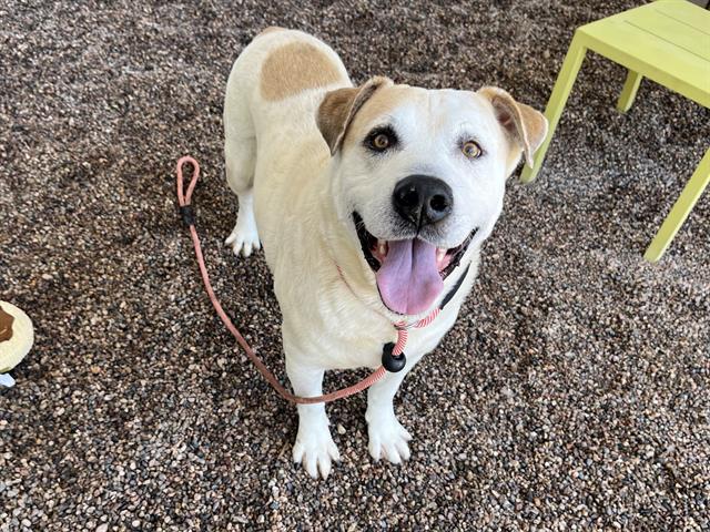 adoptable Dog in Mesa, AZ named JUNIOR