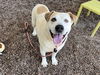 adoptable Dog in  named JUNIOR
