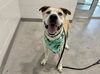adoptable Dog in  named SENIOR