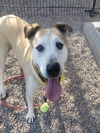adoptable Dog in Mesa, AZ named SENIOR
