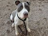 adoptable Dog in  named STEVE