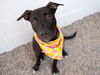 adoptable Dog in  named MILAN