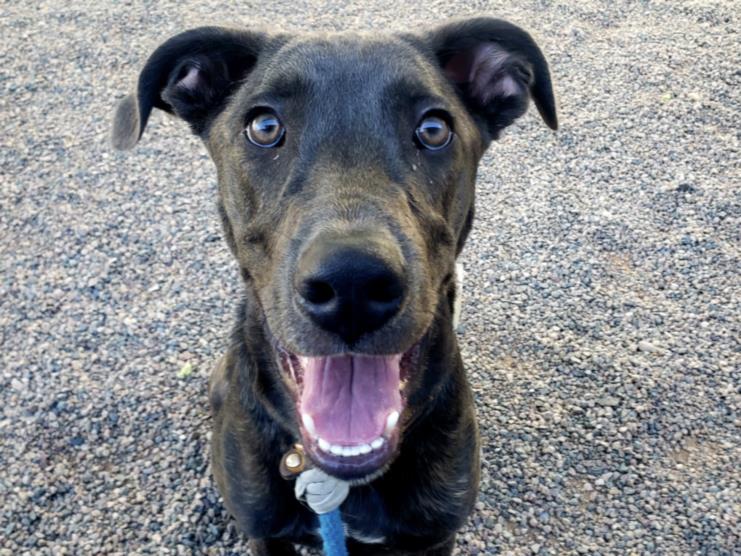adoptable Dog in Mesa, AZ named RUGER