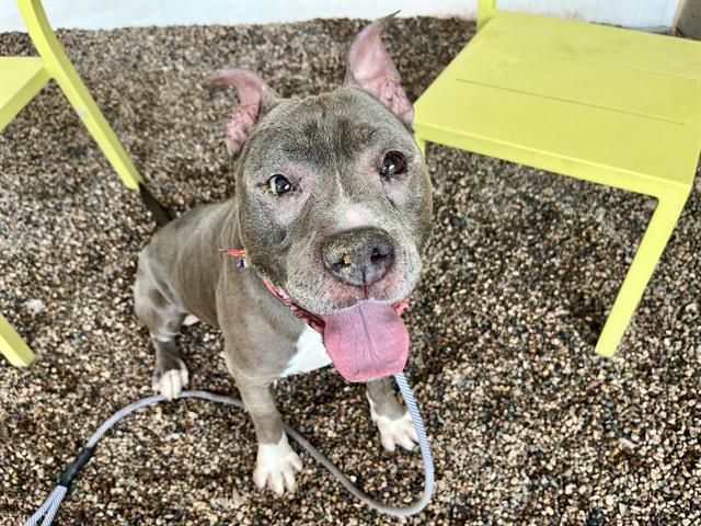 adoptable Dog in Mesa, AZ named ELMER