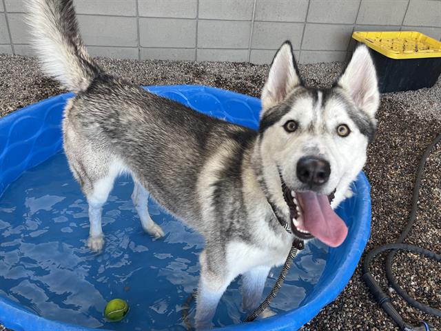 adoptable Dog in Mesa, AZ named QUILL