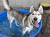 adoptable Dog in  named QUILL