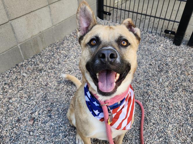 adoptable Dog in Mesa, AZ named JAMES DEAN