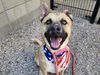 adoptable Dog in  named JAMES DEAN
