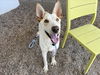 adoptable Dog in  named HAKU