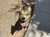 adoptable Dog in  named LUMPY