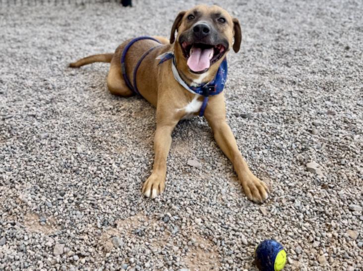 adoptable Dog in Mesa, AZ named SIR LICKSALOT