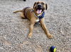 adoptable Dog in  named SIR LICKSALOT