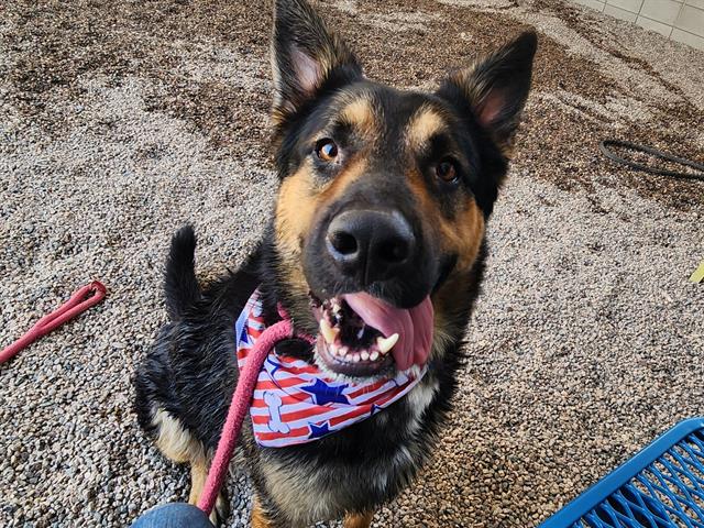 adoptable Dog in Mesa, AZ named MY HOMIE