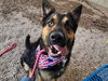 adoptable Dog in  named MY HOMIE