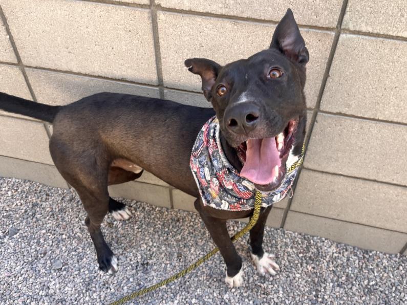adoptable Dog in Mesa, AZ named ASH