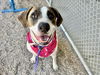 adoptable Dog in  named MUFFIN