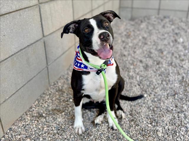 adoptable Dog in Mesa, AZ named TWINKLES