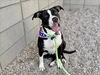adoptable Dog in  named TWINKLES
