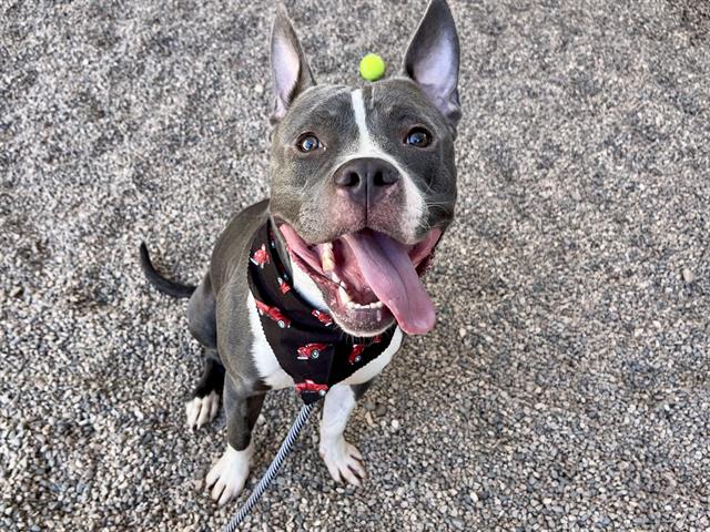 adoptable Dog in Mesa, AZ named SLIPPERS