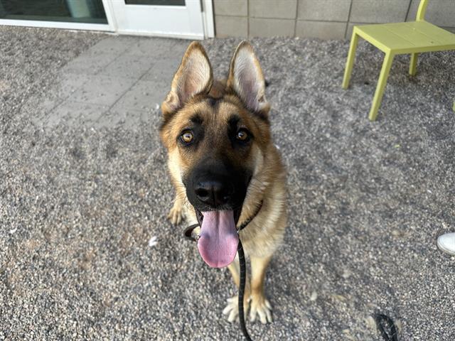 adoptable Dog in Mesa, AZ named DANCER