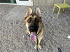 adoptable Dog in  named DANCER