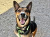 adoptable Dog in  named NIKO