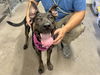 adoptable Dog in  named TINA