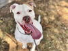 adoptable Dog in  named CASH