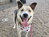 adoptable Dog in  named BABY