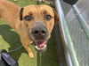 adoptable Dog in  named MELO