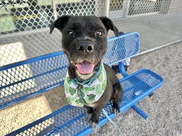 adoptable Dog in Mesa, AZ named OREO