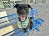 adoptable Dog in  named OREO
