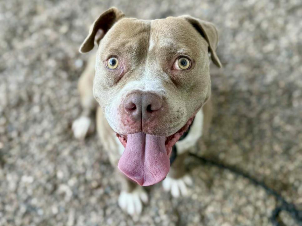 adoptable Dog in Mesa, AZ named BENNY