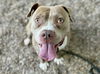 adoptable Dog in  named BENNY