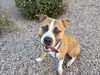 adoptable Dog in mesa, AZ named UMA