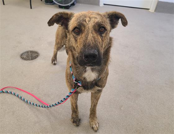 adoptable Dog in Mesa, AZ named CHASE