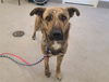 adoptable Dog in  named CHASE