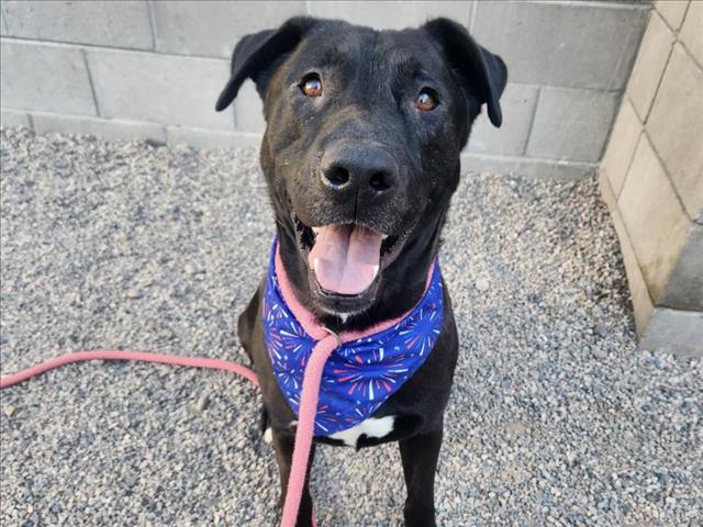 adoptable Dog in Mesa, AZ named PATTON