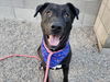 adoptable Dog in  named PATTON