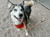 adoptable Dog in  named CADBURY