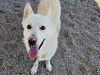 adoptable Dog in mesa, AZ named COOPER