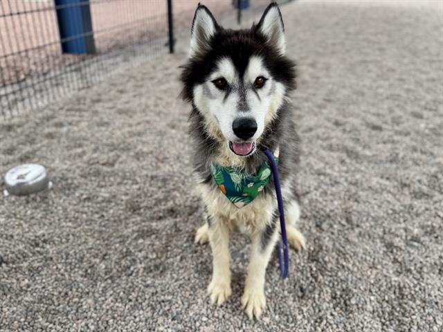 adoptable Dog in Mesa, AZ named CAIN