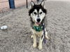 adoptable Dog in  named CAIN
