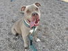 adoptable Dog in  named DYLAN