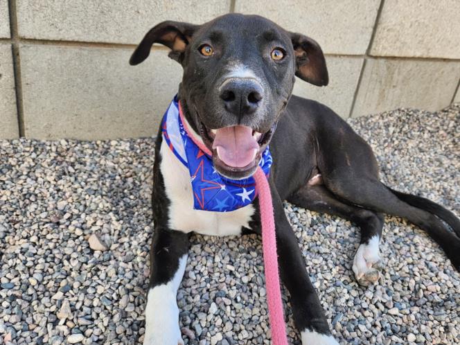 adoptable Dog in Mesa, AZ named SNEAKERS